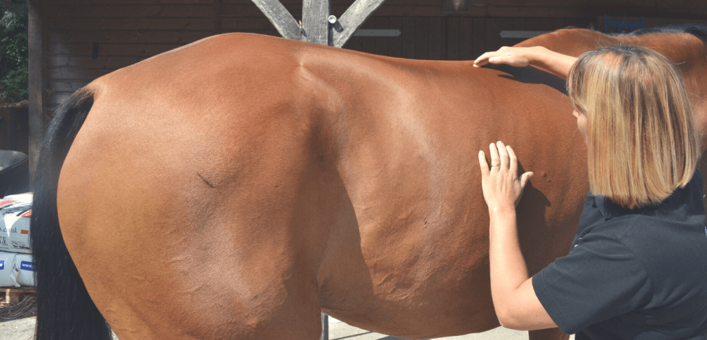 Anna Shawcross doing osteopathy treatment on a horse.