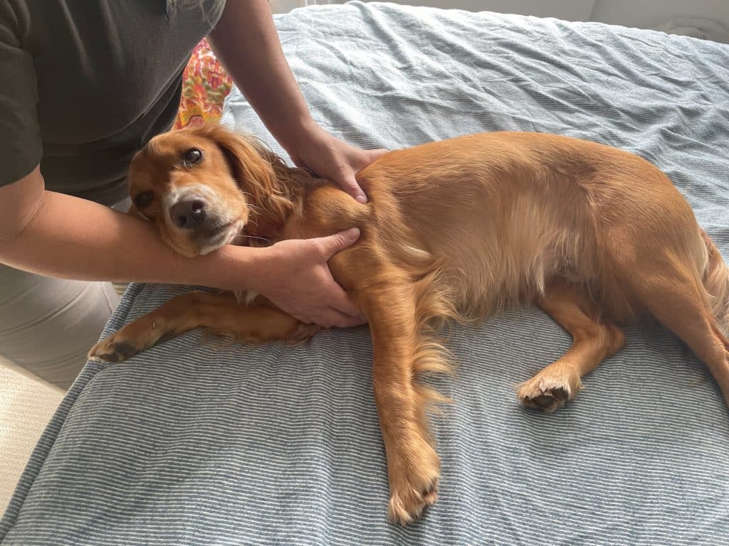 Dog being treated with osteopathy